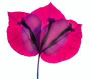 Bougainvillea Variation C © Harold Davis