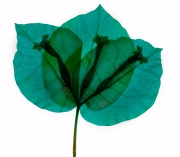 Bougainvillea Variation D © Harold Davis