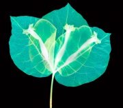 Bougainvillea Variation E