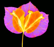 Bougainvillea Variation F © Harold Davis