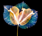 Bougainvillea Variation G © Harold Davis