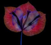 Bougainvillea Variation H © Harold Davis