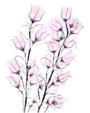 Campanulas X-Ray © Harold Davis