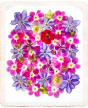 Color Field of Flowers © Harold Davis