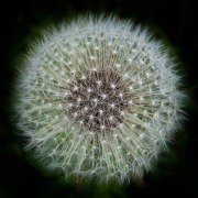 Dandelion in Calvignac A © Harold Davis