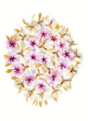 Design for a Stained Glass Window Made of Flowers © Harold Davis