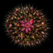 Floral Mandala on Black © Harold Davis