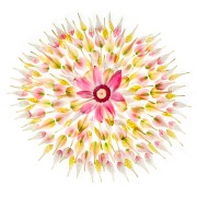 Floral Mandala on White © Harold Davis