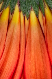 Gerbera Petals © Harold Davis