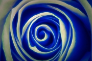 Rose to Blue © Harold Davis