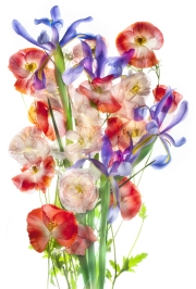 Papaver and Iridaceae