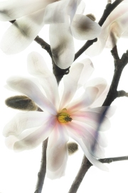 Star Magnolia 2