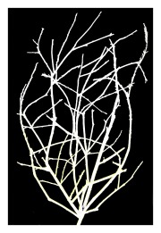 Twigs "line drawing" © Harold Davis