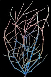 Adding some color © Harold Davis