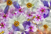 Magical Floral Medley © Harold Davis