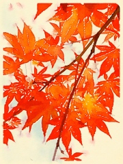 Maple Leaves © Harold Davis