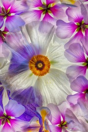 Matilija Poppy and Mallows © Harold Davis