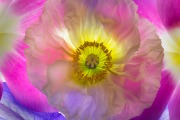 Papaver Nudicaule © Harold Davis