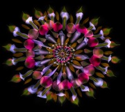 Petal Fractal 101 Inversion © Harold Davis