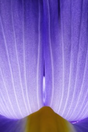 Piercing the Iris Veil © Harold Davis