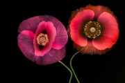 Poppies Dancing Inversion © Harold Davis