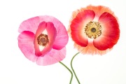 Poppies Dancing © Harold Davis