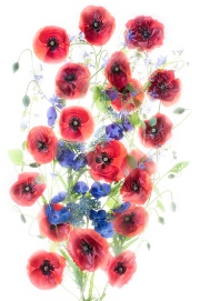Poppies Galore © Harold Davis