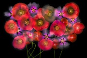 Poppies and Mallows on Black (Inversion) © Harold Davis