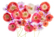 Poppies and Mallows on White © Harold Davis