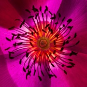 Purple Succulent © Harold Davis