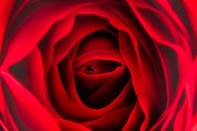 Rose Eye © Harold Davis