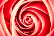 Rose Rose 2© Harold Davis