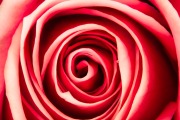 Rose Rose 3 © Harold Davis