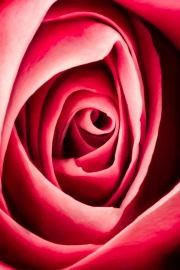 Rose Rose © Harold Davis