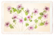 Shrub Mallow © Harold Davis