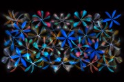 Stars of Petals on Black Variation 1 © Harold Davis