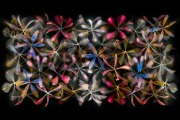 Stars of Petals on Black Variaition 2 © Harold Davis
