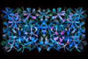 Stars of Petals on Black Variation 5 © Harold Davis