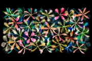 Stars of Petals on Black Variation 7 © Harold Davis