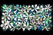 Stars of Petals on Black Variation 8 © Harold Davis