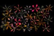 Stars of Petals on Black © Harold Davis