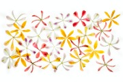 Stars of Petals © Harold Davis