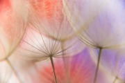 Summer Experiment 2 © Harold Davis