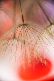 Summer Experiment 3 © Harold Davis