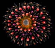 Sunflower Mandala (Black) © Harold Davis
