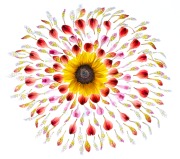 Sunflower Mandala (White) © Harold Davis