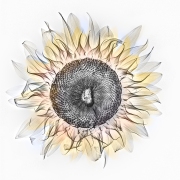 Sunflower X-Ray Fusion © Harold Davis