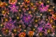 Translucency of Rosa on Black © Harold Davis