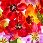 Tulips 3 Squared © Harold Davis
