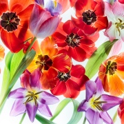 Tulips 4 Squared © Harold Davis